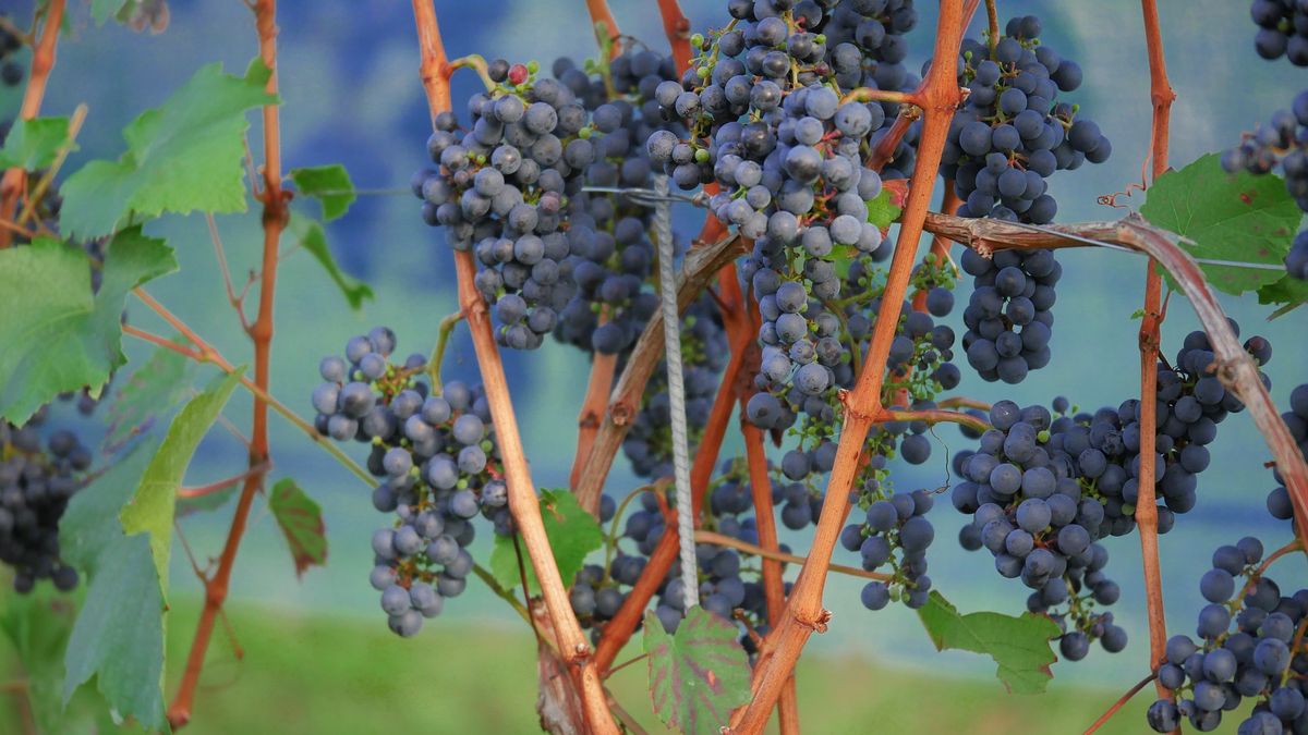 Vinařství Víno Zlomek & Vávra finišuje s vinobraním, letos později